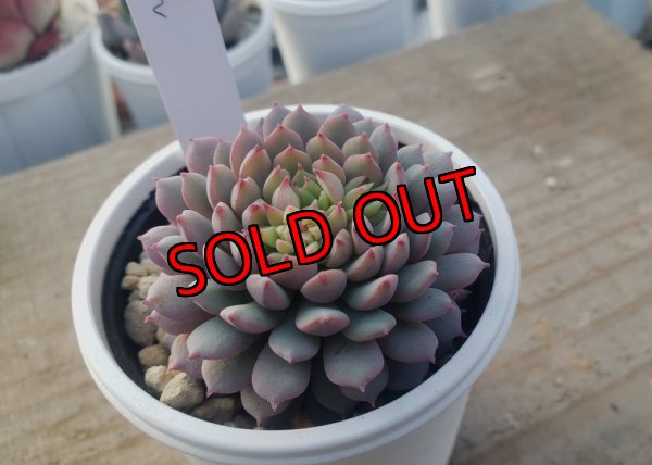 画像2: ちょこん　クローン　2寸（26-4）