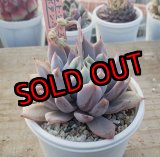 画像: ジョセリンのバラ×ザラゴーザSPノバ/トット実生苗　2寸（26-4）