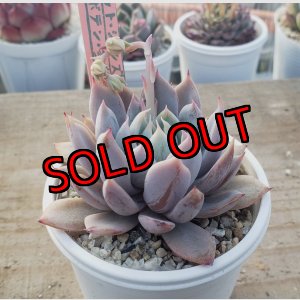 画像: ジョセリンのバラ×ザラゴーザSPノバ/トット実生苗　2寸（26-4）