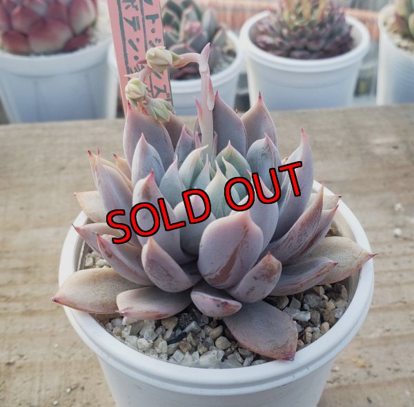 画像1: ジョセリンのバラ×ザラゴーザSPノバ/トット実生苗　2寸（26-4）