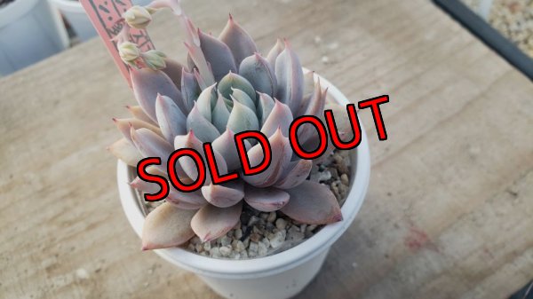 画像3: ジョセリンのバラ×ザラゴーザSPノバ/トット実生苗　2寸（26-4）