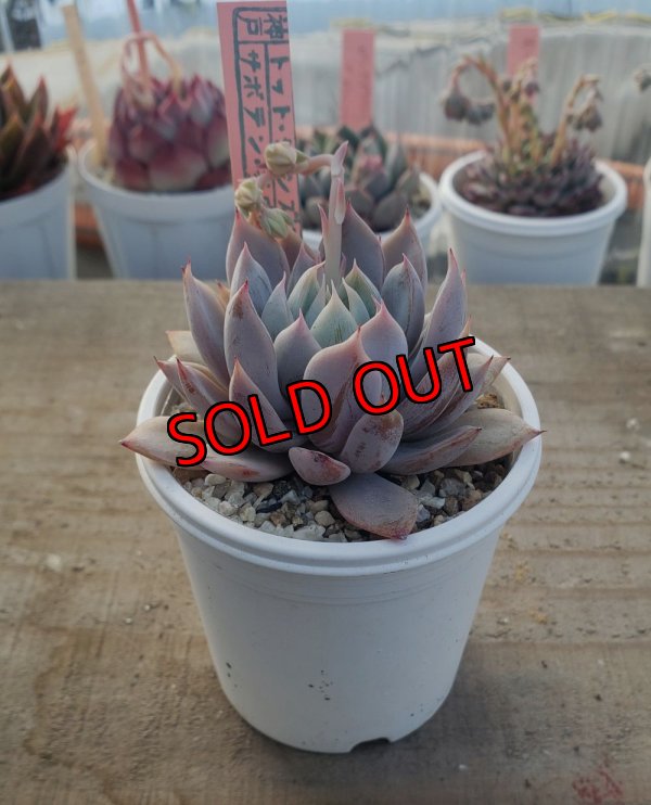 画像2: ジョセリンのバラ×ザラゴーザSPノバ/トット実生苗　2寸（26-4）