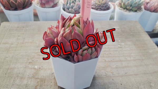 画像3: 相府蓮（連）×ザラゴーザspノバ/トット実生苗　2寸（26-4）