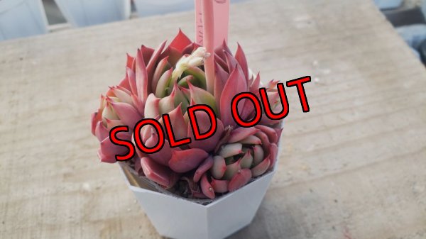 画像2: 相府蓮（連）×ザラゴーザspノバ/トット実生苗　2寸（26-4）