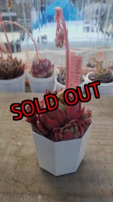 画像: 相府蓮（連）×ザラゴーザspノバ/トット実生苗　2寸（26-4）