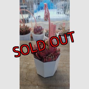 画像: 相府蓮（連）×ザラゴーザspノバ/トット実生苗　2寸（26-4）