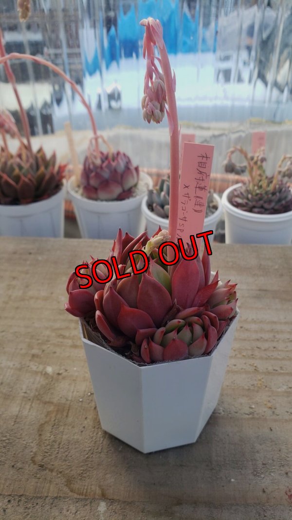 画像1: 相府蓮（連）×ザラゴーザspノバ/トット実生苗　2寸（26-4）