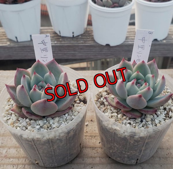 画像2: 中里リンゼアナ　クローン　2寸（26-4）