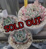 画像: 中里リンゼアナ　クローン　2寸（26-4）