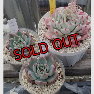 画像: 中里リンゼアナ　クローン　2寸（26-4）