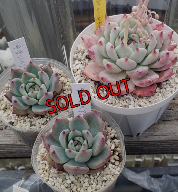 画像1: 中里リンゼアナ　クローン　2寸（26-4）