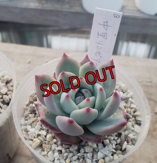 画像3: 中里リンゼアナ　クローン　2寸（26-4）