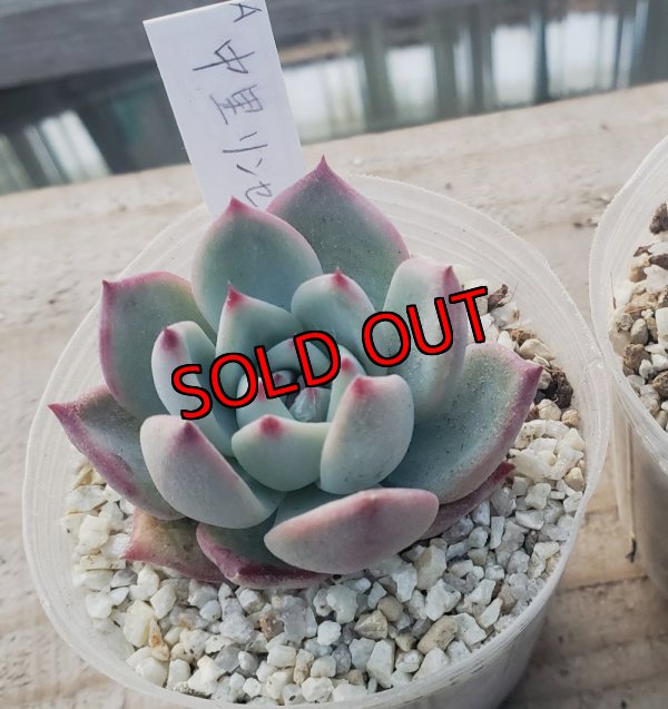 画像4: 中里リンゼアナ　クローン　2寸（26-4）