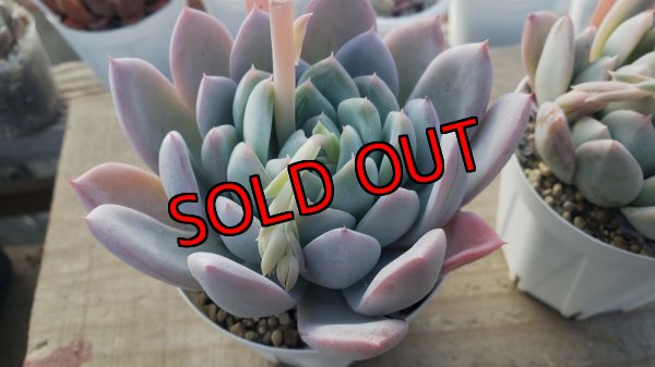 画像3: ジョセリンのバラ×ラウイ/トット実生苗　2寸（26-4）