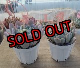 画像: ジョセリンのバラ×ラウイ/トット実生苗　2寸（26-4）