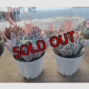 画像: ジョセリンのバラ×ラウイ/トット実生苗　2寸（26-4）