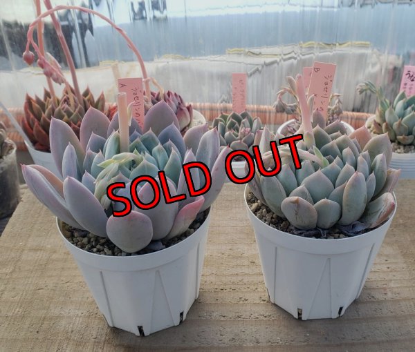 画像1: ジョセリンのバラ×ラウイ/トット実生苗　2寸（26-4）