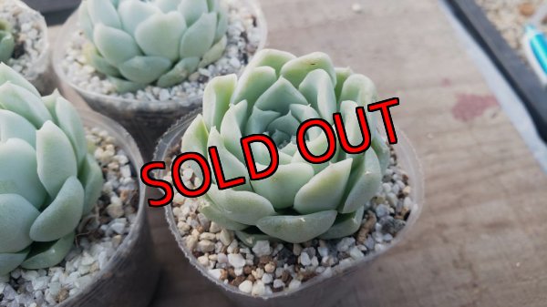 画像4: アルバ/群仙園　2寸（26-4）