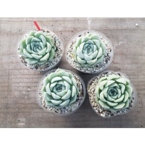 画像: アルバ/群仙園　2寸（26-4）