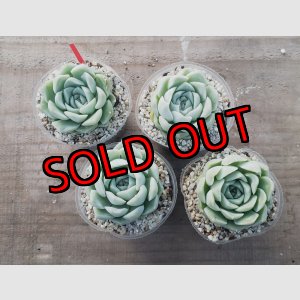 画像: アルバ/群仙園　2寸（26-4）