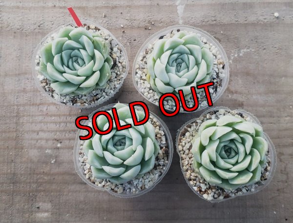 固体はお選び頂けません