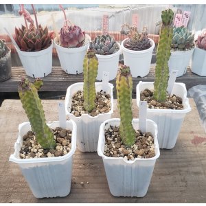 画像: プセウドカクタスリット二アーナ/ pseudocactus cv.'lyttoniana'/群仙園　2寸（26-4）