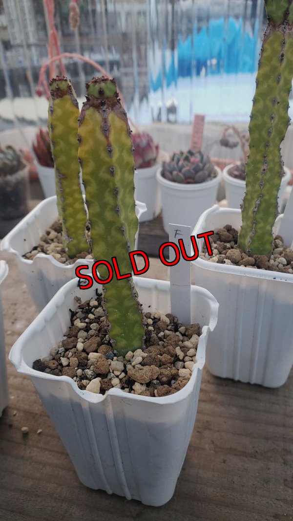 画像2: プセウドカクタスリット二アーナ/ pseudocactus cv.'lyttoniana'/群仙園　2寸（26-4）