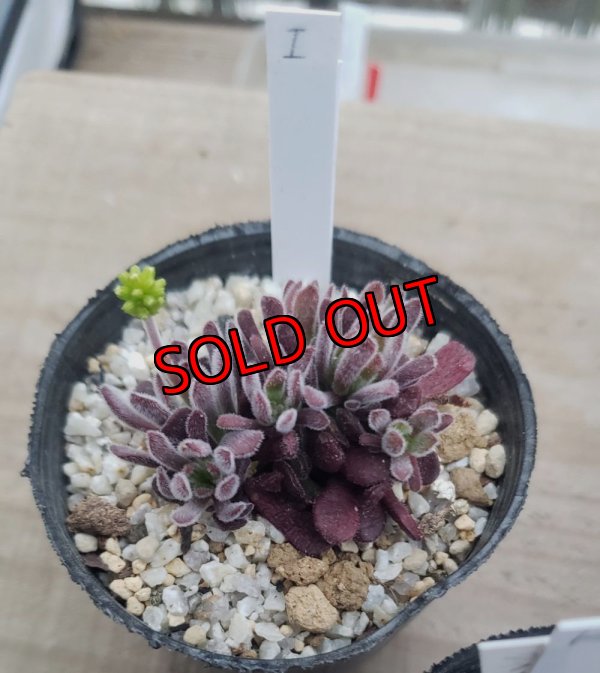 画像3: ブベスケンス/群仙園　2寸（26-4）