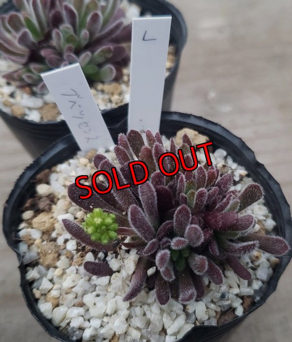 画像6: ブベスケンス/群仙園　2寸（26-4）