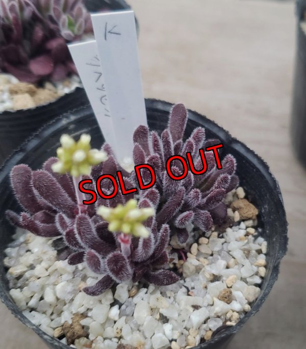 画像5: ブベスケンス/群仙園　2寸（26-4）