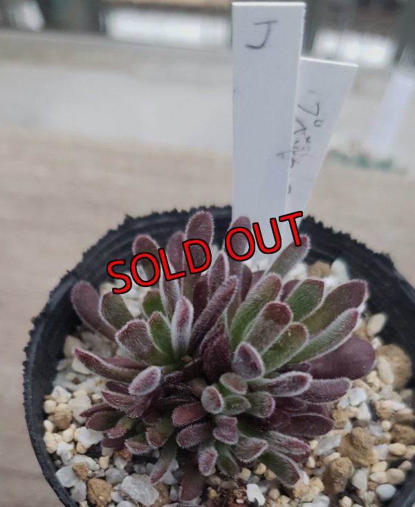 画像4: ブベスケンス/群仙園　2寸（26-4）