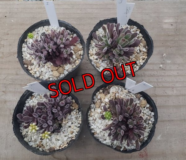 画像2: ブベスケンス/群仙園　2寸（26-4）