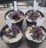 画像: ブベスケンス/群仙園　2寸（26-4）