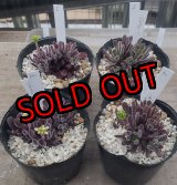 画像: ブベスケンス/群仙園　2寸（26-4）