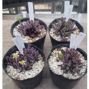 画像: ブベスケンス/群仙園　2寸（26-4）