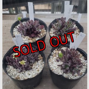 画像: ブベスケンス/群仙園　2寸（26-4）