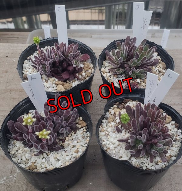 画像1: ブベスケンス/群仙園　2寸（26-4）