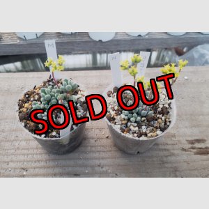 画像: コンプトニー/群仙園　2寸（26-4）