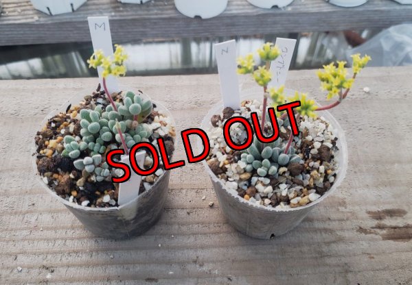 画像1: コンプトニー/群仙園　2寸（26-4）