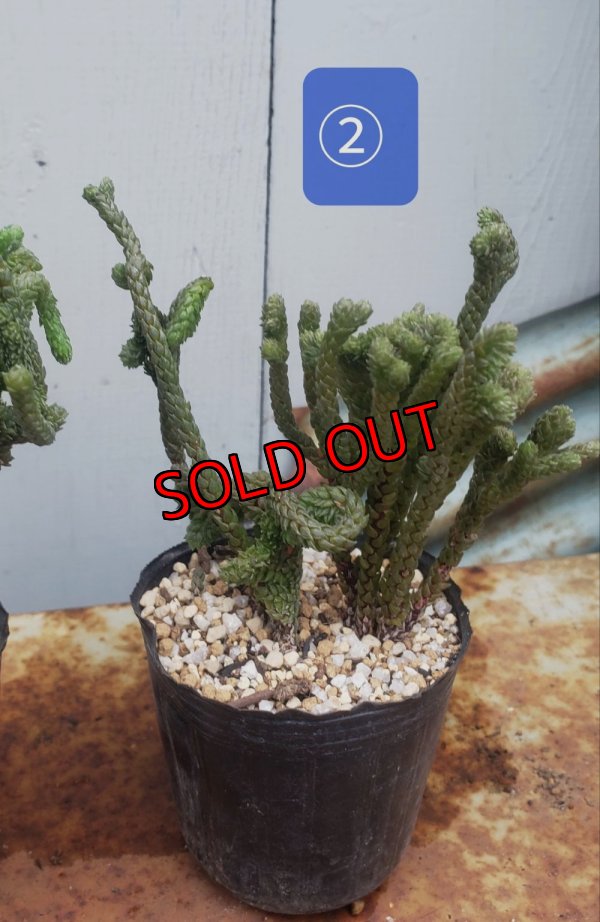 画像3: 若緑綴化/群仙園　2寸（26-4）