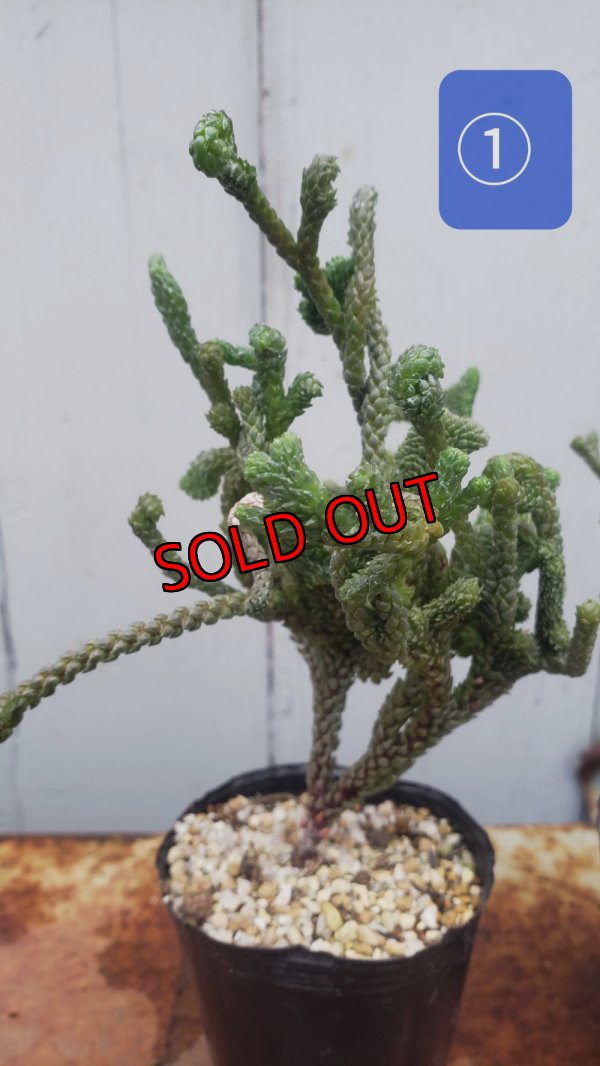 画像2: 若緑綴化/群仙園　2寸（26-4）