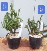 画像: 若緑綴化/群仙園　2寸（26-4）