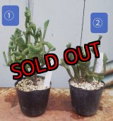 画像: 若緑綴化/群仙園　2寸（26-4）