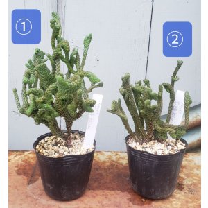 画像: 若緑綴化/群仙園　2寸（26-4）