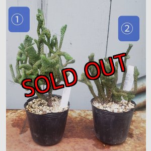 画像: 若緑綴化/群仙園　2寸（26-4）