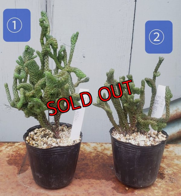 画像1: 若緑綴化/群仙園　2寸（26-4）