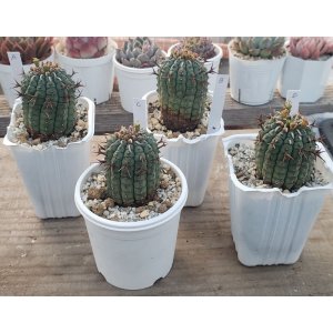 画像: 群星冠 /Eu- stellispina/群仙園　2寸（26-4）