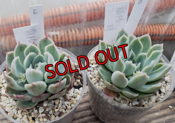 画像2: 霜椿/群仙園　2寸（26-4）