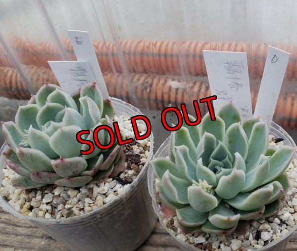 画像3: 霜椿/群仙園　2寸（26-4）