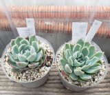 画像: 霜椿/群仙園　2寸（26-4）